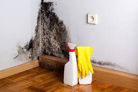 Why You Should Choose Our Mold Remediation Services in Clute, TX